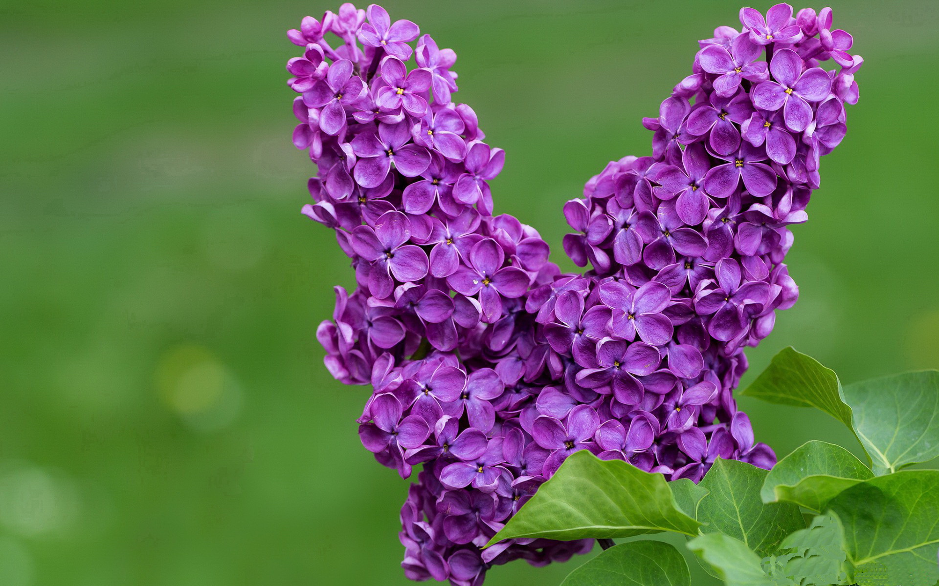 开云体育平台APP-鏖战五局！石宇奇一剑封喉助印尼险胜日本，亚洲羽坛格局生变？