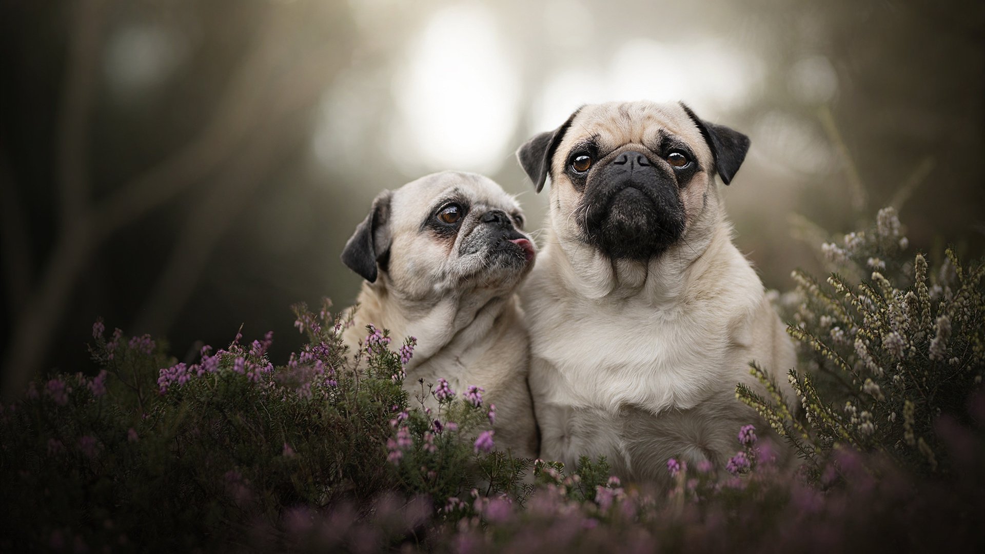 威廉姆斯的赛点，皮亚斯特里高光表现颠覆F1等级秩序