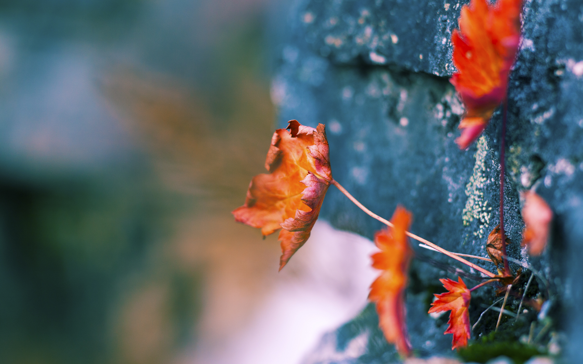 孤骑破阵,塞恩斯非典型领袖之夜,威廉姆斯青铜盾的悲壮鏖战