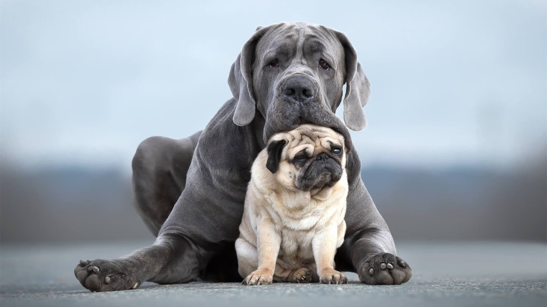 纪律的胜利与天才的闪光，当塞内加尔用集体铁壁围困黄潜，巴雷拉奏响个人英雄主义交响