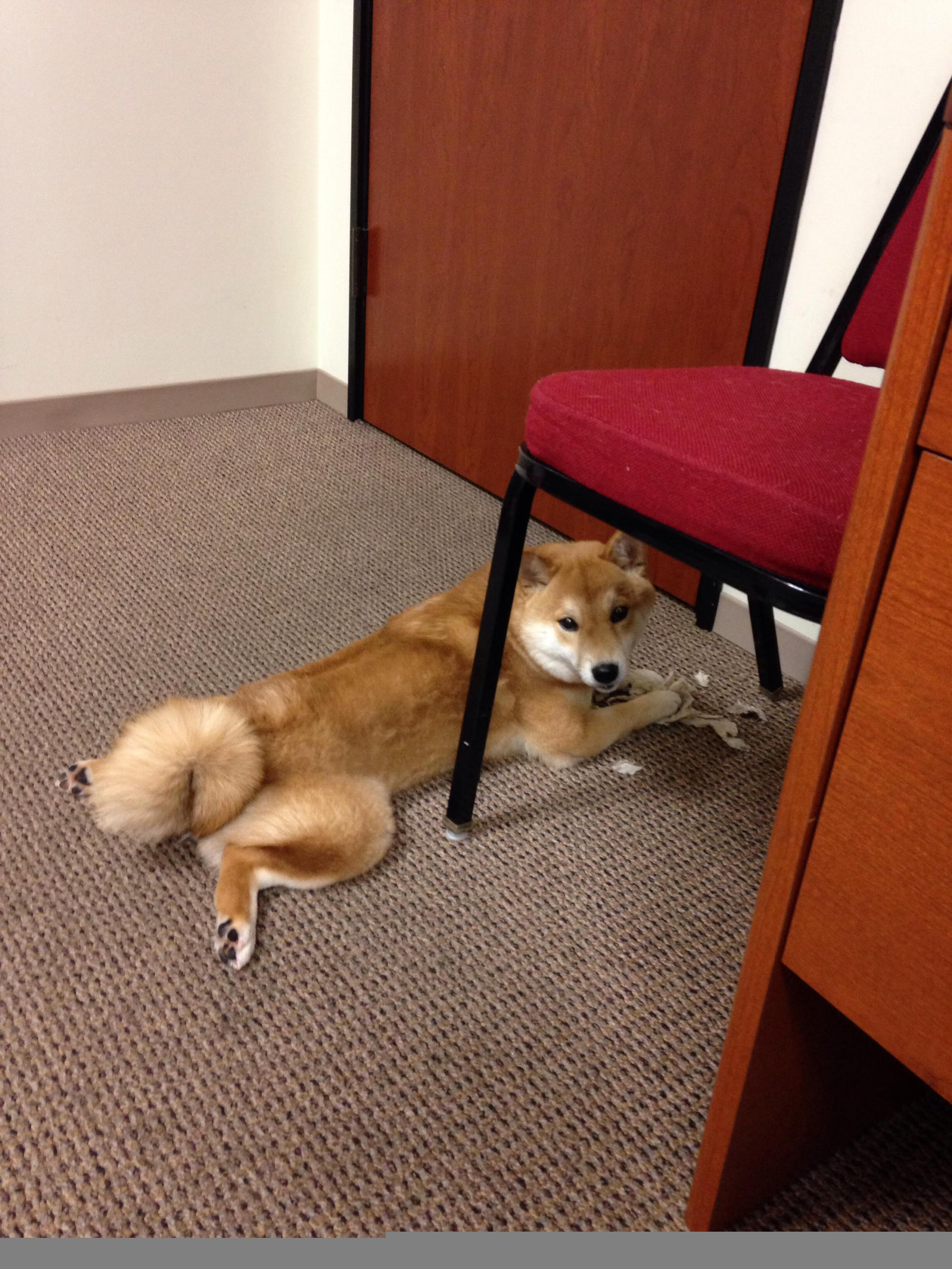 开云体育官网-刺客与王权，迪马利亚爆发助拜仁提前终结悬念，那不勒斯奏响蓝色咏叹