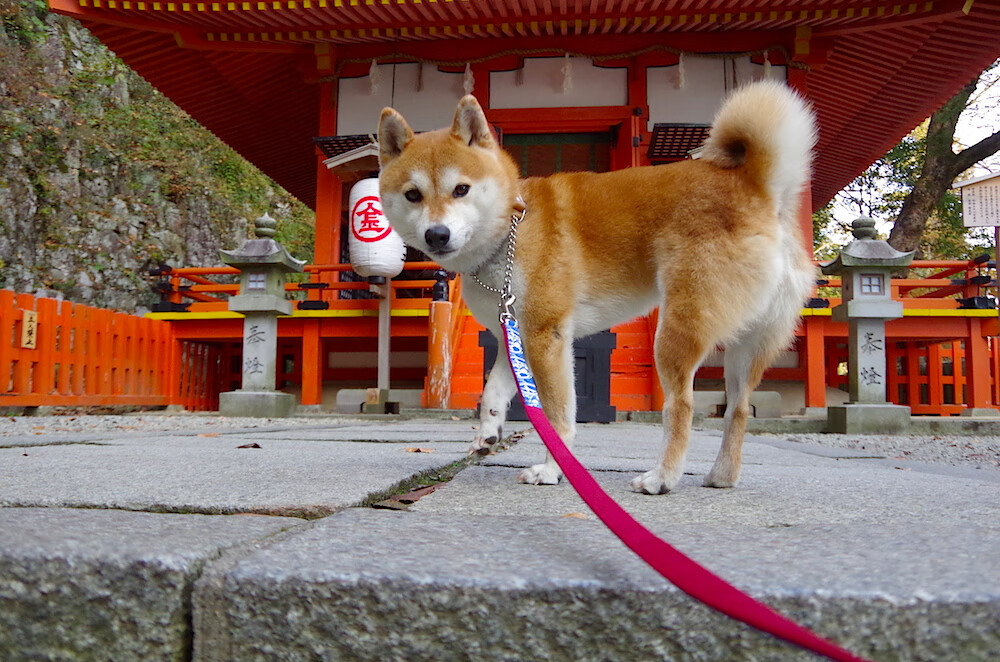 开云sport-拉文硬仗之王 vs 猛龙节奏大师，两种胜利哲学的极致演绎