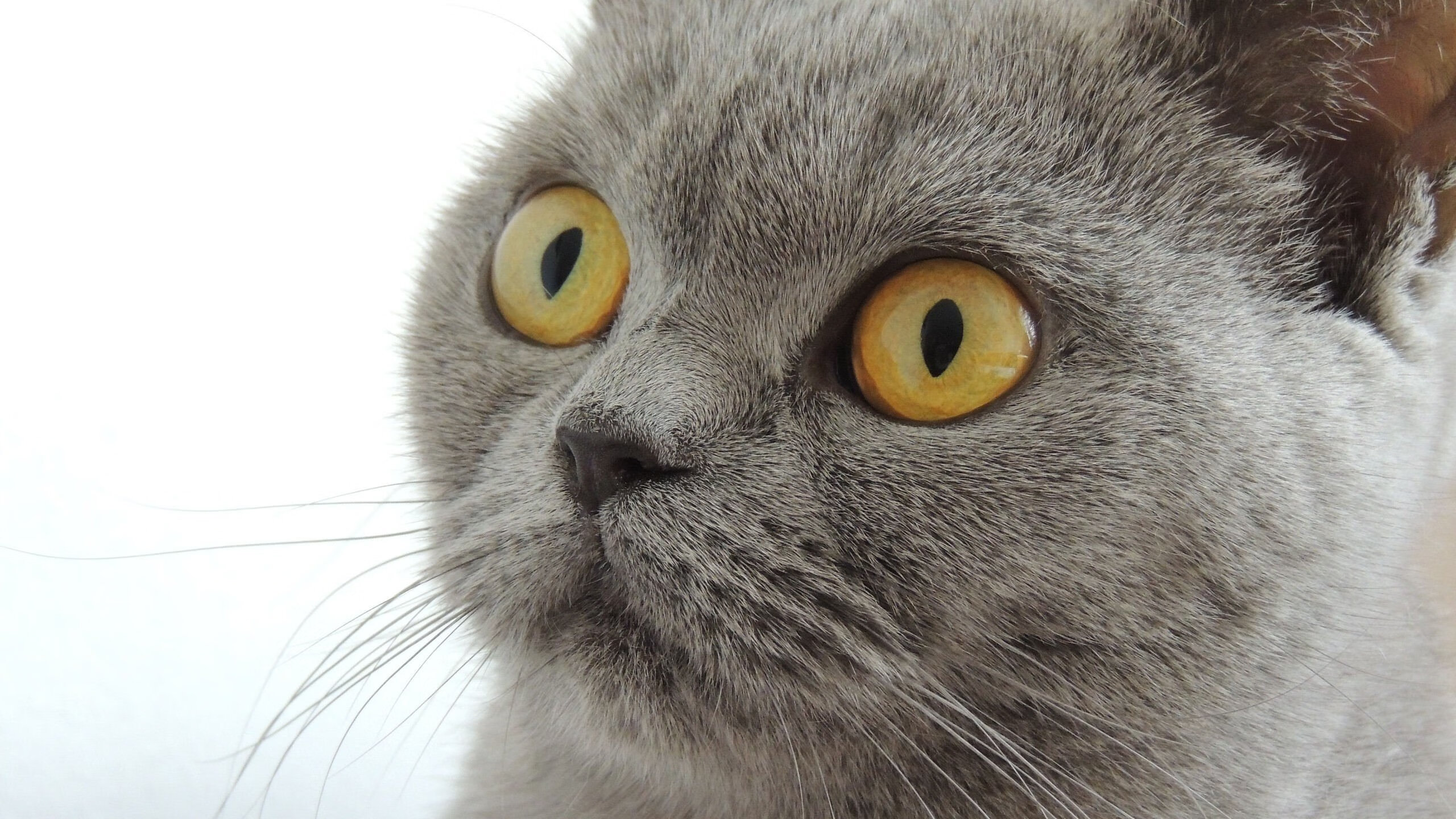 英格兰的南非足迹与格列兹曼的统治力,世界排名争夺战中的足球传奇