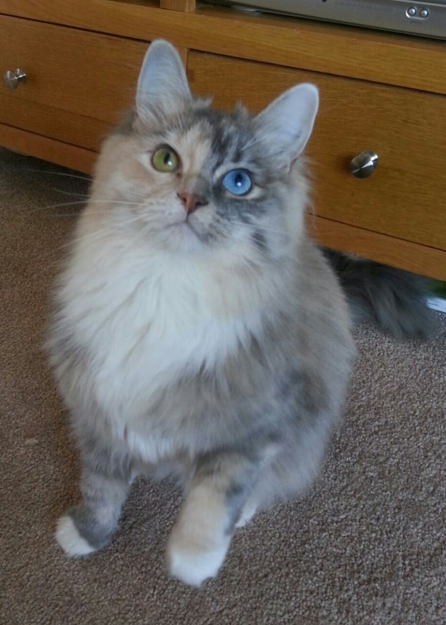 极限双城记,F1新赛季揭幕战之夜与班凯罗的杀伤艺术