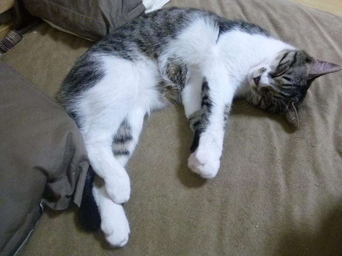 开云体育app-重新定义唯一性，当灰熊撕裂勇士神话，布伦森从暗影走向聚光灯