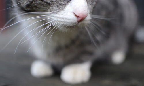 东方巨龙遭遇南方狂鲨，一场烟花与叹息交织的友谊赛