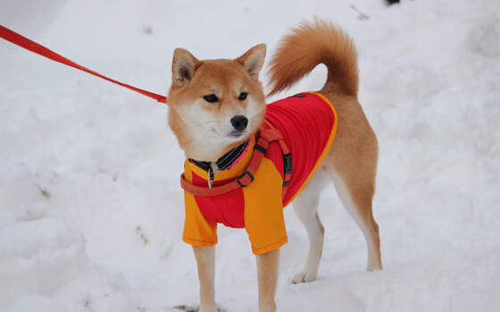 开云体育入口-双线战报，阿拉巴焦点战自证身价，南非狂风暴雨击溃美国