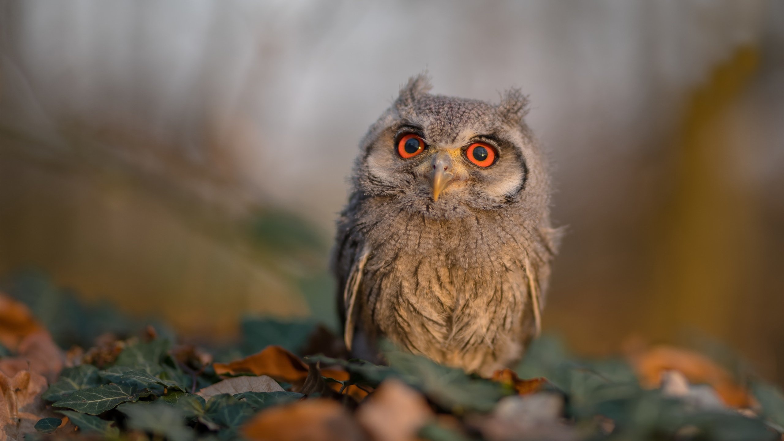 马赛风暴,卡拉斯科独舞美加墨,葡萄牙以王者姿态锁定晋级