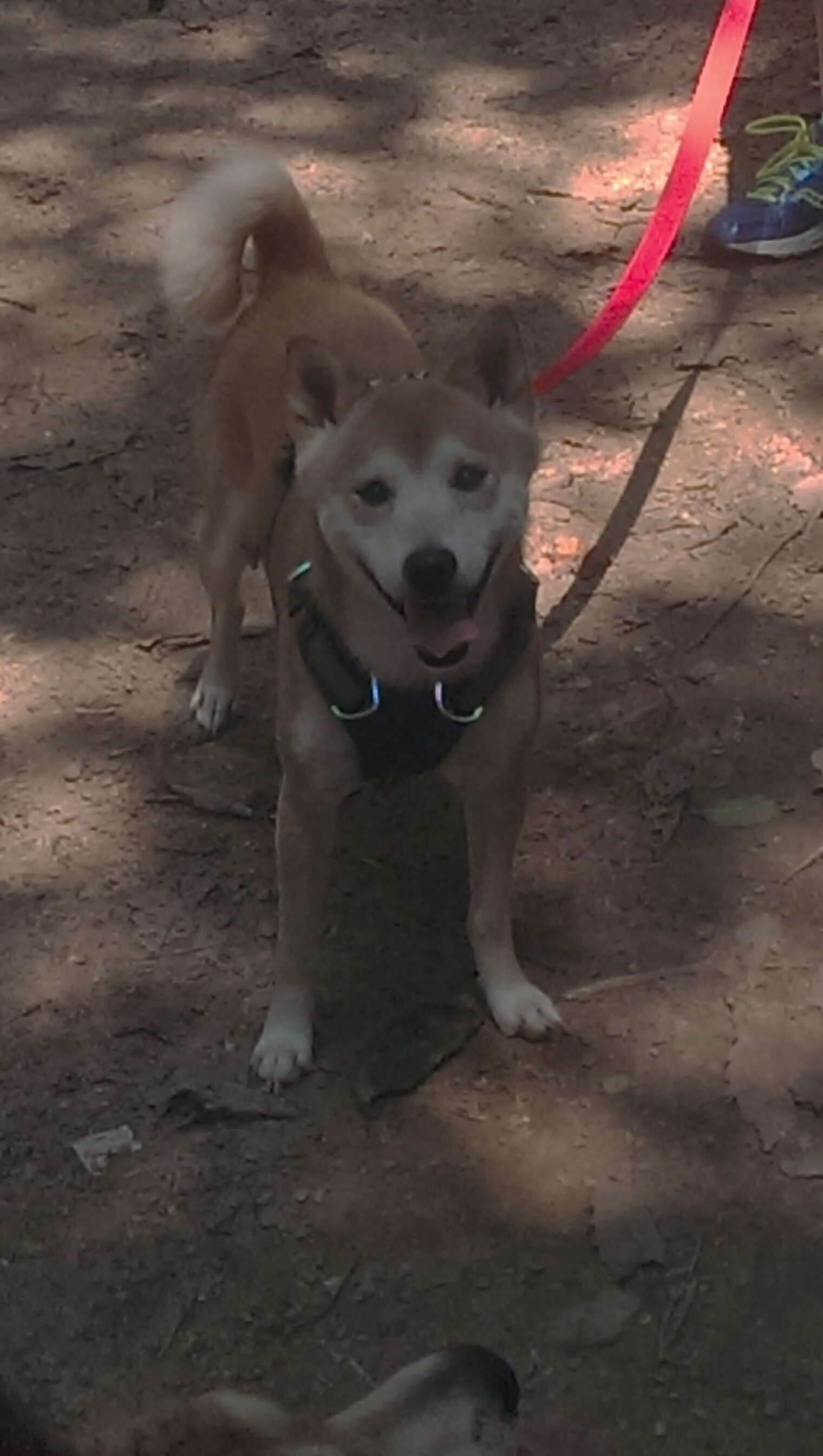 开云sport-威尔士风暴席卷阿诺埃塔，门迪一人撑起皇社脊柱