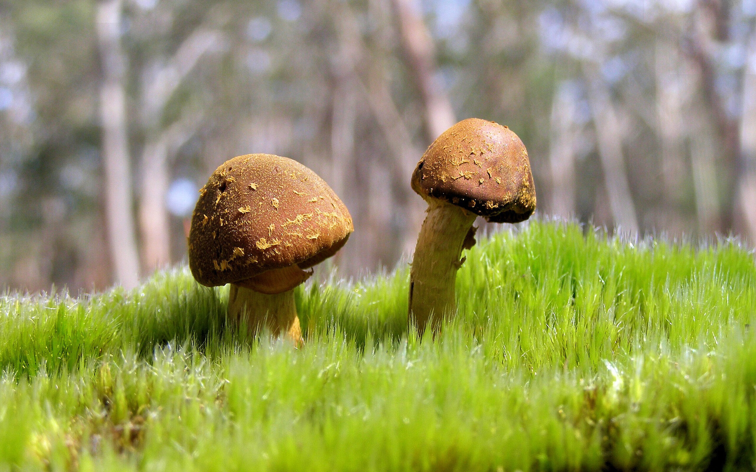 开云体育app-当狐狸遇上长城，福克斯狂飙52分，撕裂之城加时险胜北京首钢