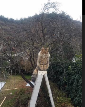 红色浪潮与铁塔的共鸣，逆转精神与自我证明的足球美学
