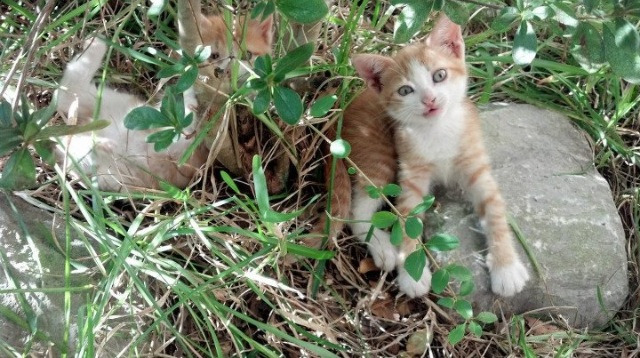守护神与利刃,库尔图瓦一锤定音,尼斯稳中求胜斩落马赛