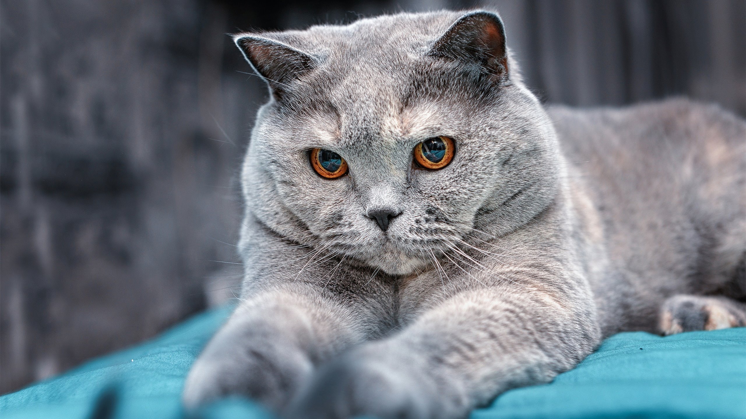 开云体育APP下载-星际足球纪元，当厄瓜多尔雨林队遭遇银河战舰遗珠，萨拉赫加冕悖论之战全场最佳