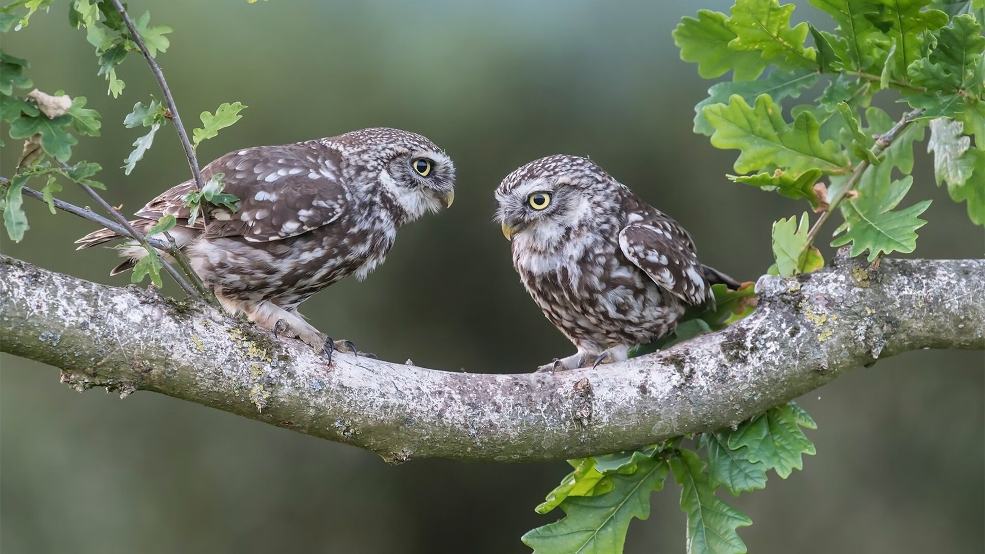 开云体育入口-时间熔断0.8秒，杰伦·格林那记让火箭升空、活塞心脏停跳的违反物理定律投篮