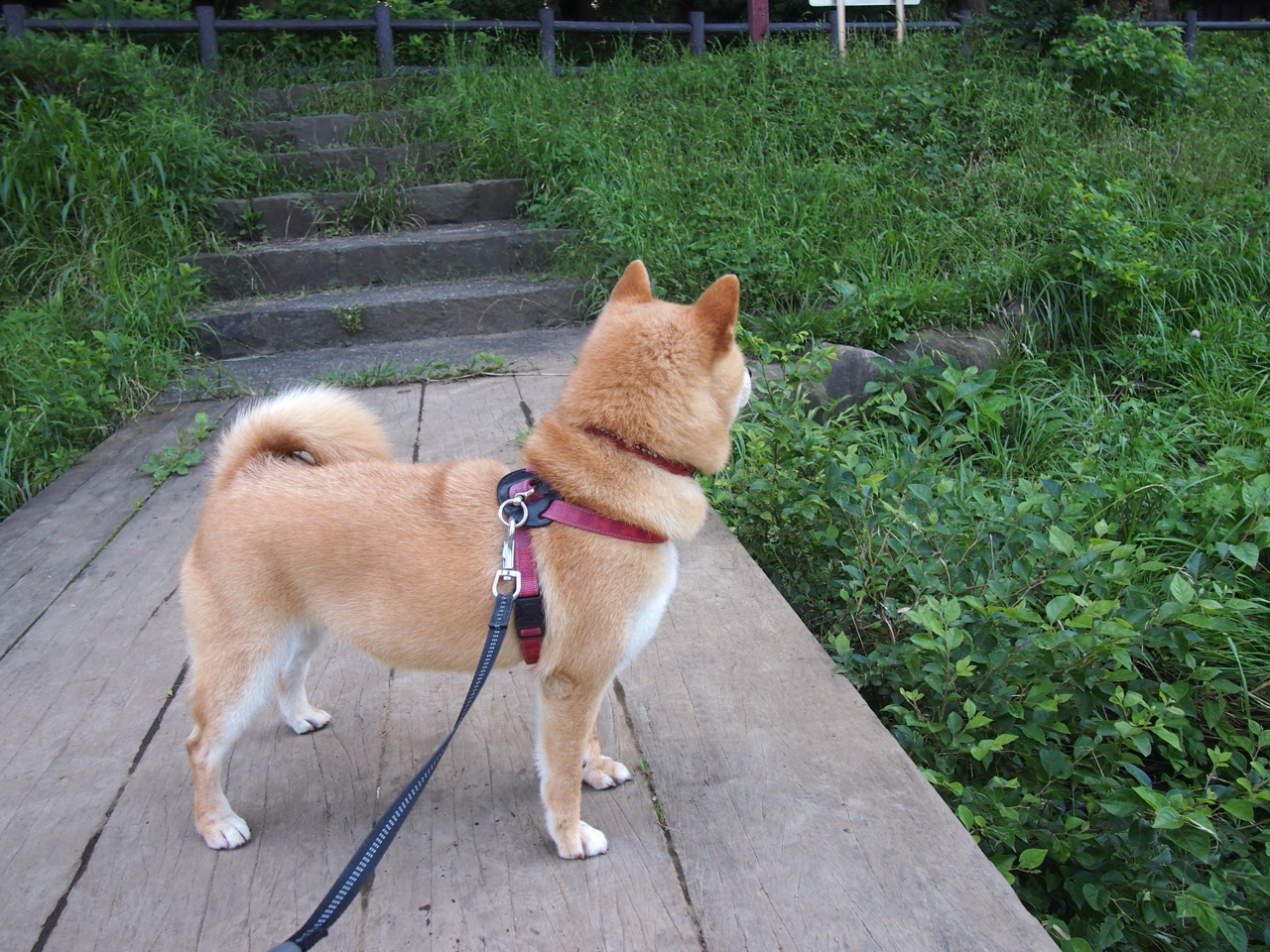 开云体育登录-库里39分评分拉满难救主 火箭逆转掘金揭示新格局