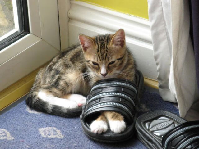 开云体育在线-史诗之战，凯尔特人铁幕全面压制奇才，哈利伯顿长弓射日引领奥运关键战接管