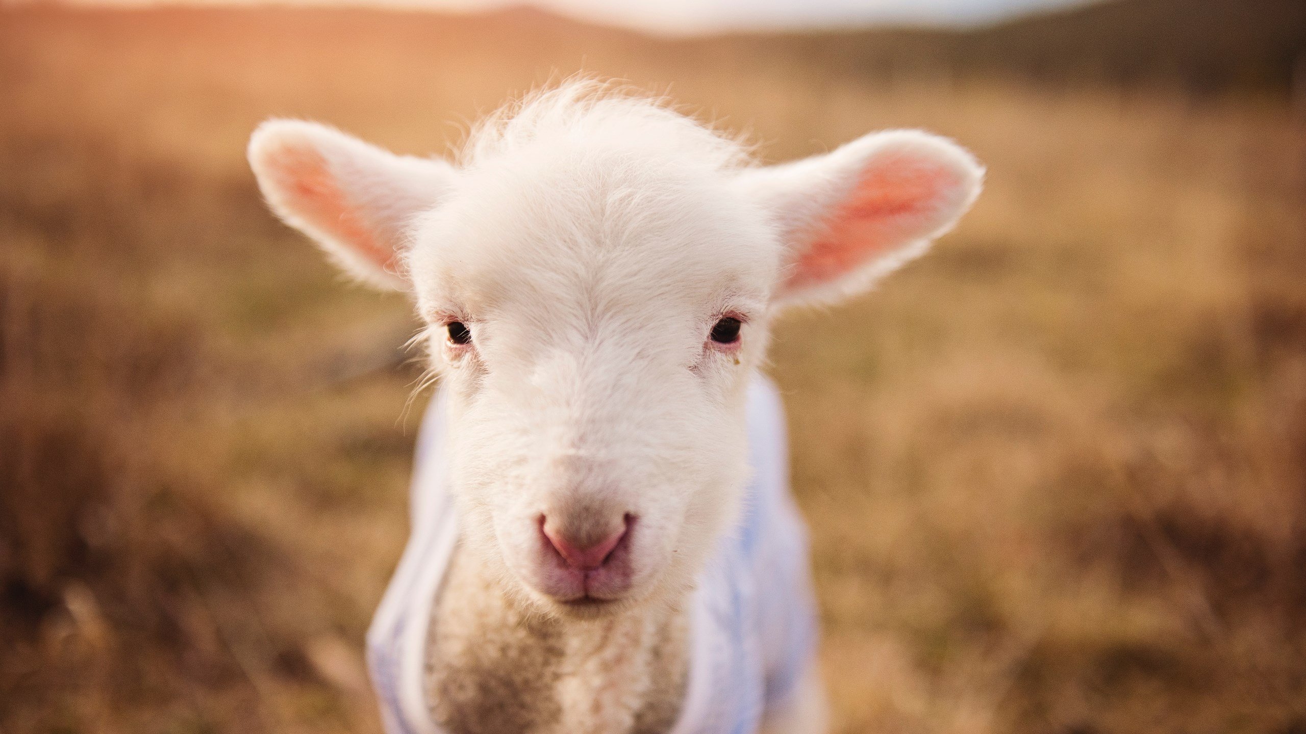 指尖流淌的星河，当欧文的节奏成为太阳赢下广东队的密钥