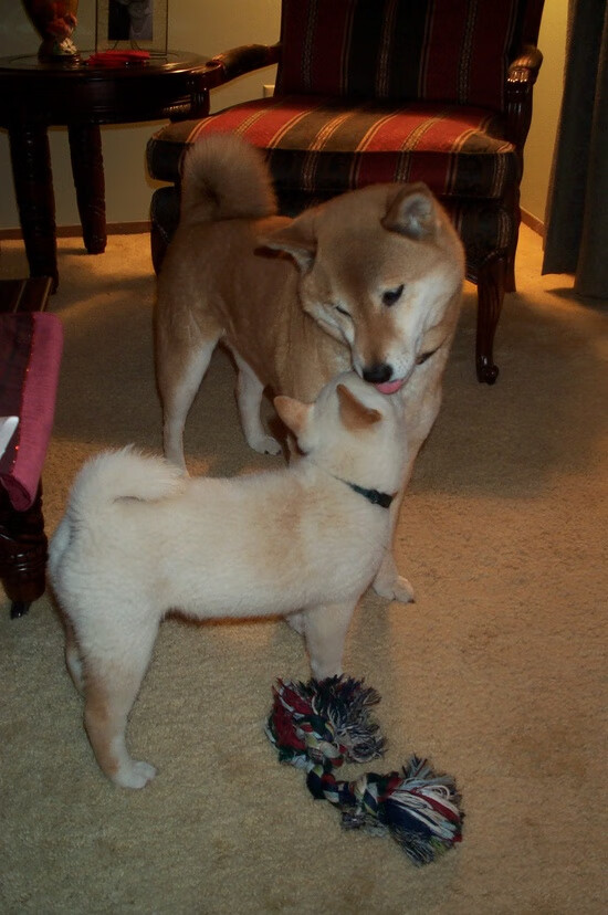 奥运门票之战，伊拉克铁壁锁死非洲雄狮，萨内利刃出鞘定乾坤