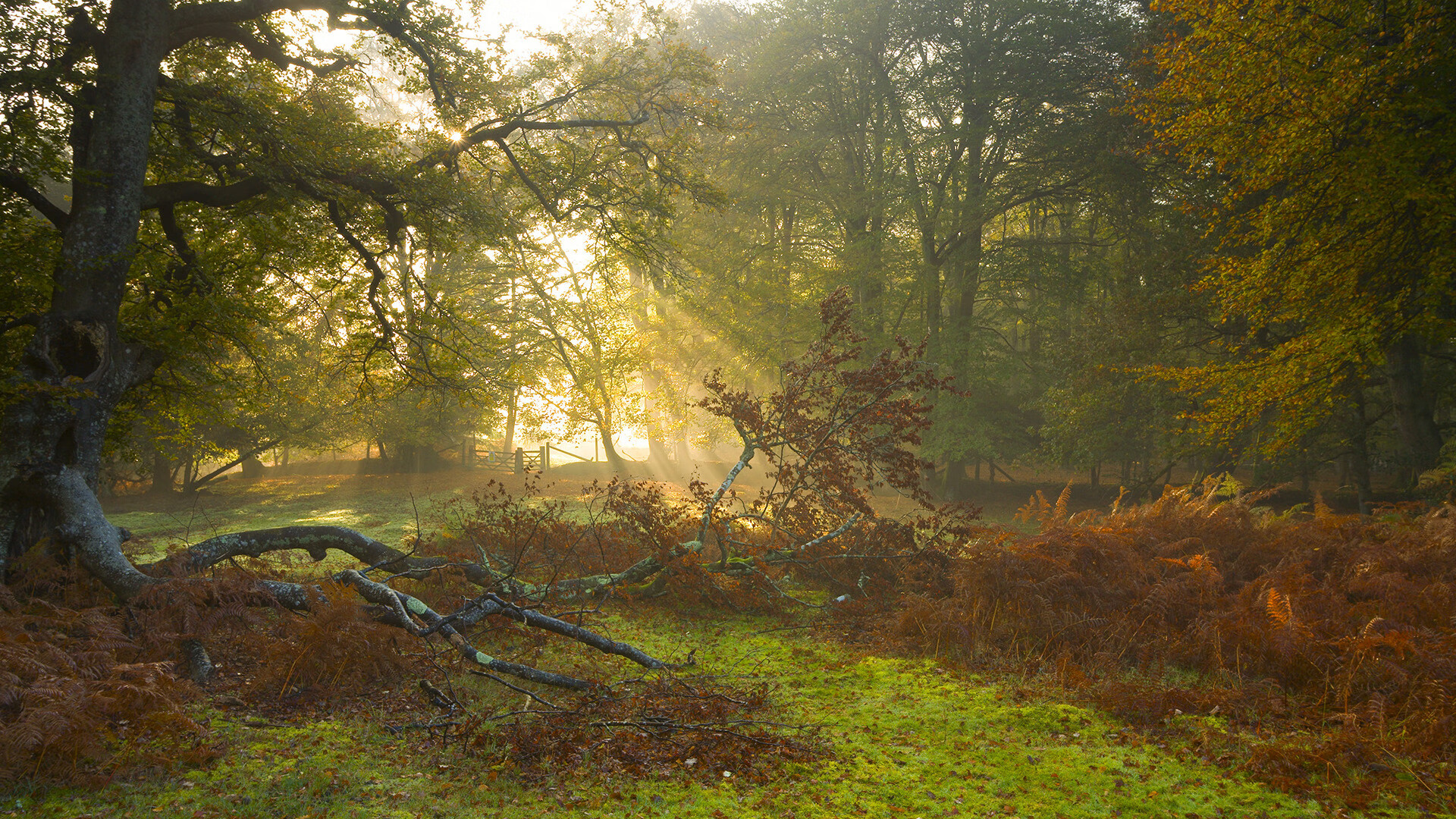 压制与里程碑,葡萄牙连胜墨西哥,罗德里戈创纪录闪耀赛场