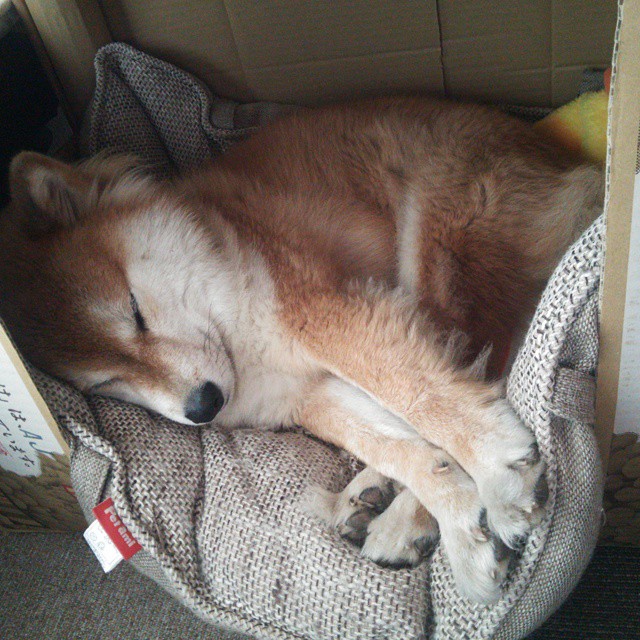 铁幕与峡湾，赖斯的钢铁牢笼，如何让挪威风暴吞噬安菲尔德