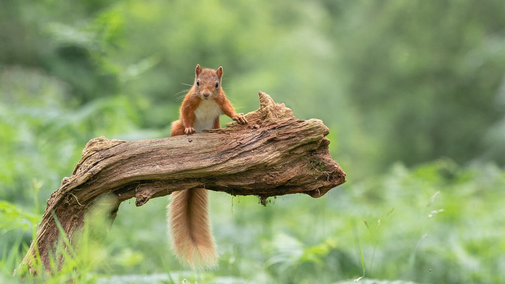 范弗利特末节觉醒打破僵局,爵士窒息防守仍难阻上海失利