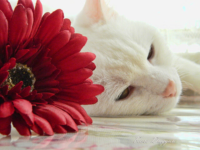 悬念猎手,马克西一箭封喉,马刺铁蹄踏破多伦多坚冰