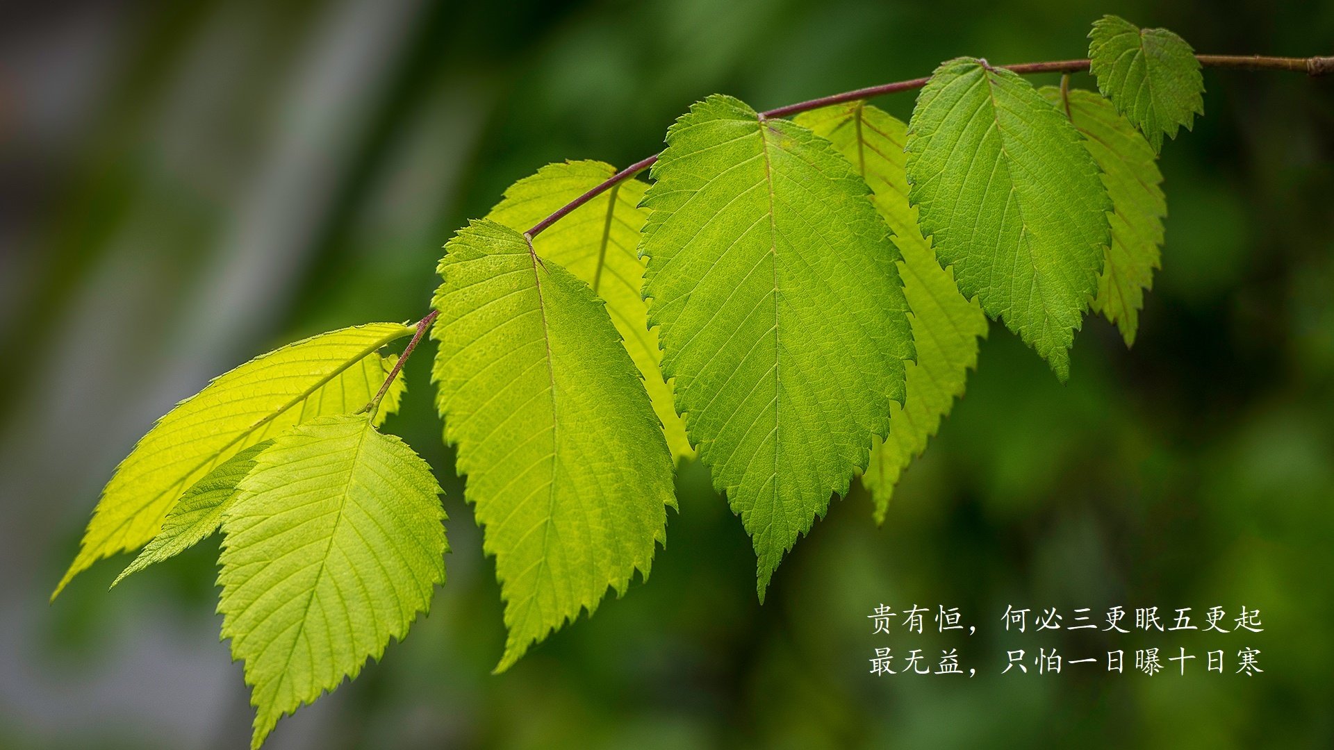 唯一性时刻，2026世界杯E组生死战，京多安如何定义葡萄牙与波兰的宿命对决